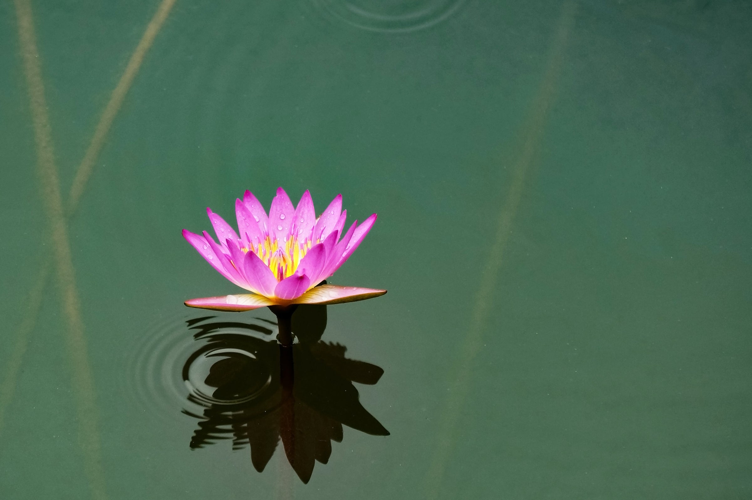 Pinke Seerose im grün schimmernden Wasser